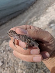 Phyllodactylus nocticolus