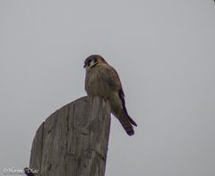 Falco sparverius