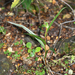 Pterostylis irwinii - Photo (c) memopob, μερικά δικαιώματα διατηρούνται (CC BY-NC), uploaded by memopob