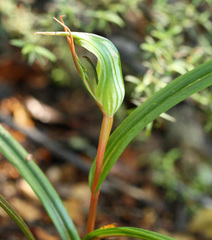 Pterostylis irwinii
