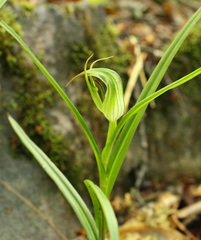 Pterostylis irwinii