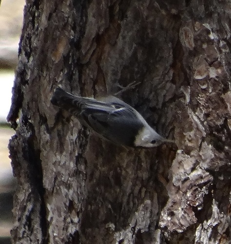 iNaturalist observation photo of White-breasted Nuthatch
