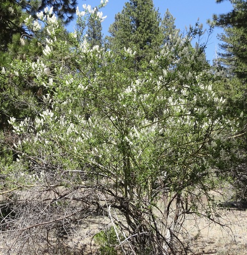 iNaturalist observation photo of Palmer ceanothus