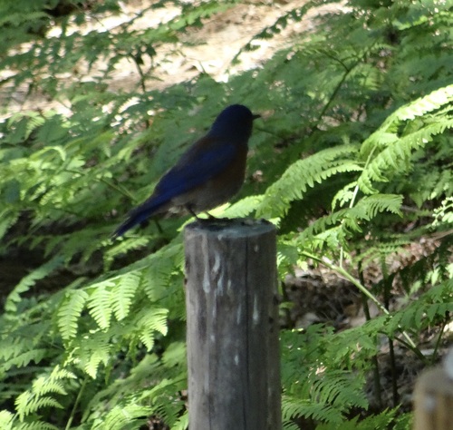 iNaturalist observation photo of Western Bluebird