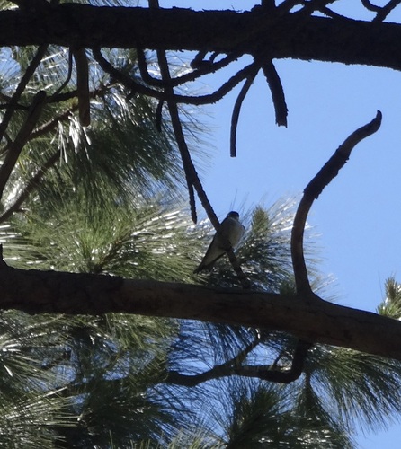 iNaturalist observation photo of Violet-green Swallow