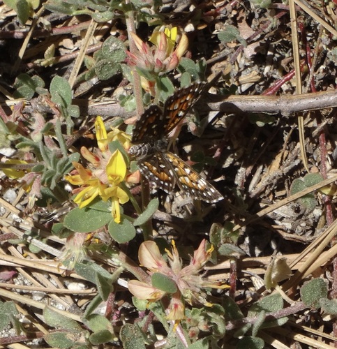 iNaturalist observation photo of Behr's Metalmark