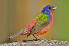 Painted Bunting photo 2