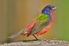 Painted Bunting - Photo (c) Balaji Devarajan, some rights reserved (CC BY-NC), uploaded by Balaji Devarajan