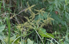 Cyperus exaltatus