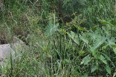 Cyperus exaltatus