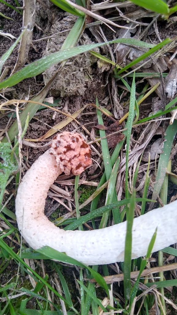 Lysurus sphaerocephalus · June 2023 · photo: © lechuzoologo (iNaturalist, cc-by)