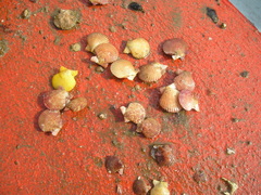 Aequipecten opercularis