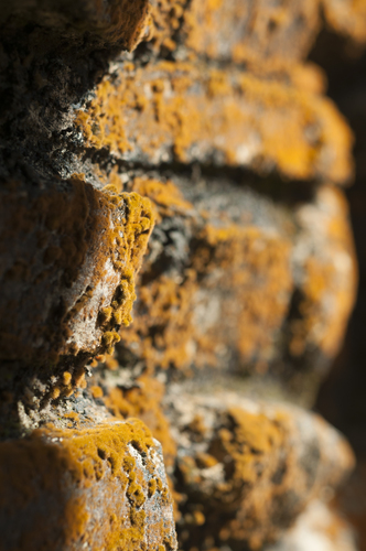 Trentepohlia nuotrauka