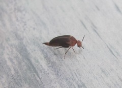 Tolidopalpus nitidocoma