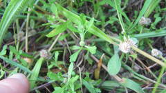 Centipeda aotearoana