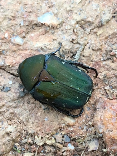 Olive Flower Beetle photo 5