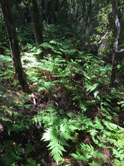 Loxsoma cunninghamii