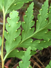 Loxsoma cunninghamii