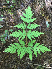 Loxsoma cunninghamii