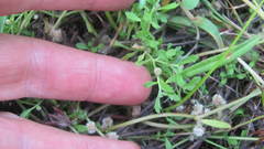 Centipeda aotearoana