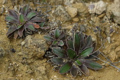 Plantago spathulata