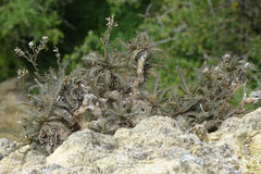 Lepidium sisymbrioides