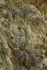 Lepidium sisymbrioides