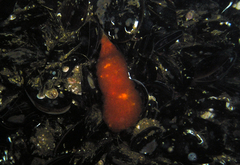 Ascidia mentula