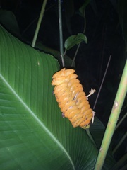 Calathea crotalifera image