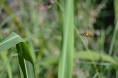 Oxaea flavescens