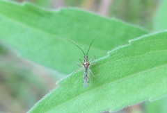 Felisacus elegantulus