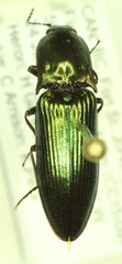 Nitidolimonius resplendens