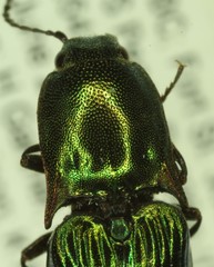 Nitidolimonius resplendens