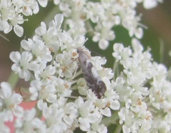 Glyphipterigidae