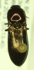 Nitidolimonius weidtii