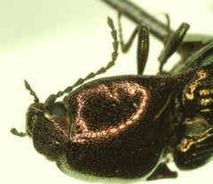 Nitidolimonius weidtii