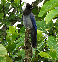 Cyanocorax violaceus
