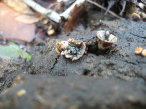 Cyathus stercoreus image