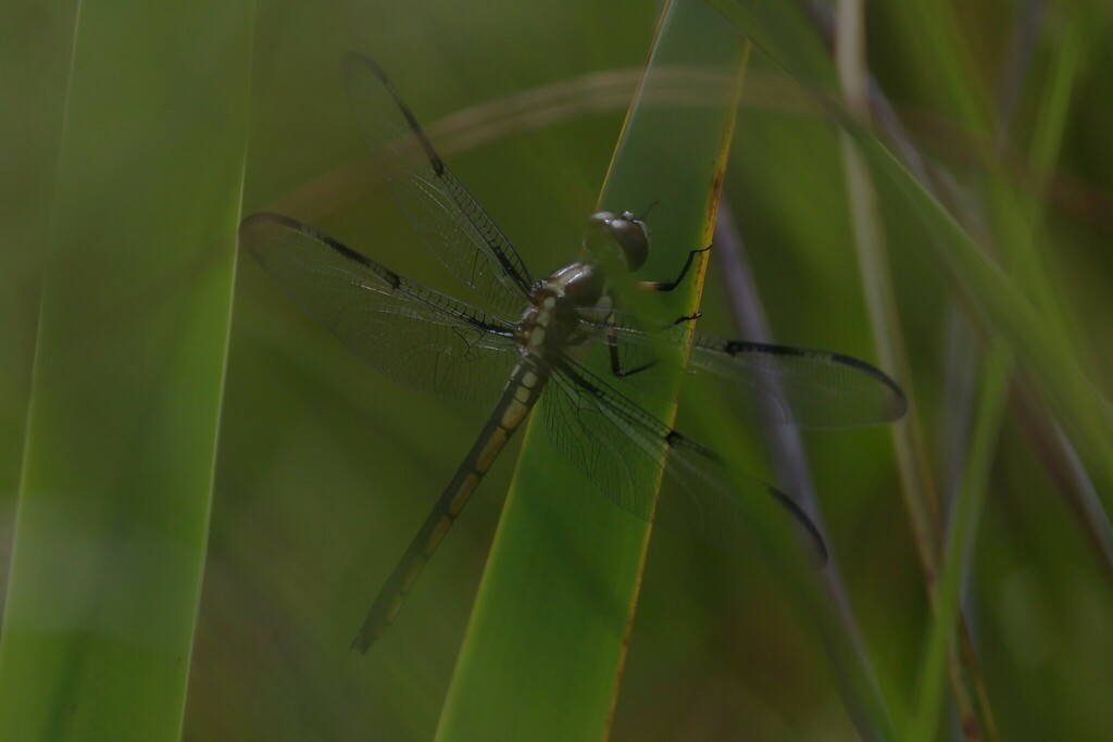 Bar-winged Skimmer