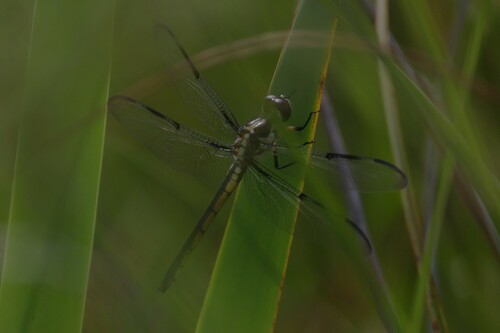 Bar-winged Skimmer