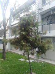 Pinus maximartinezii