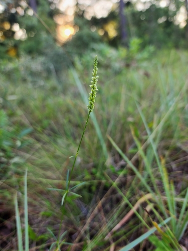 Image of Senega leptostachys by (c) Scott Allen Davis, some rights reserved (CC BY)