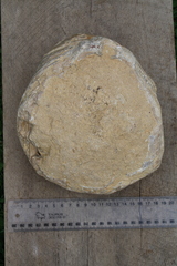 Flemingostrea wollastoni