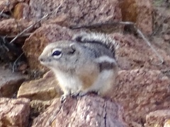 Ammospermophilus interpres