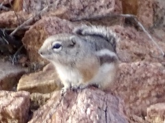 Ammospermophilus interpres