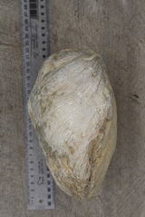 Flemingostrea wollastoni