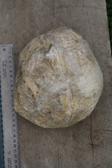 Flemingostrea wollastoni