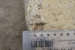 Flemingostrea wollastoni