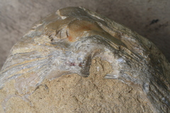 Flemingostrea wollastoni