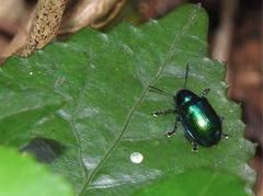 Platycorynus chalybaeus